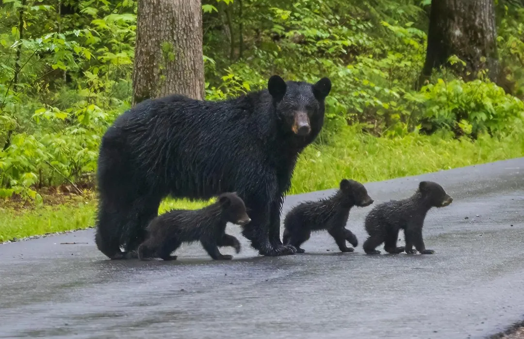 Bear-E-Nice-1
